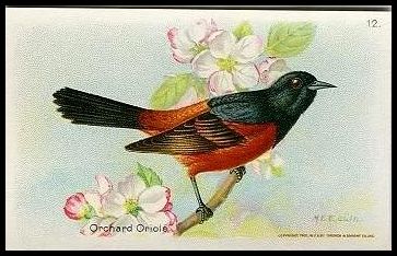 12 Orchard Oriole